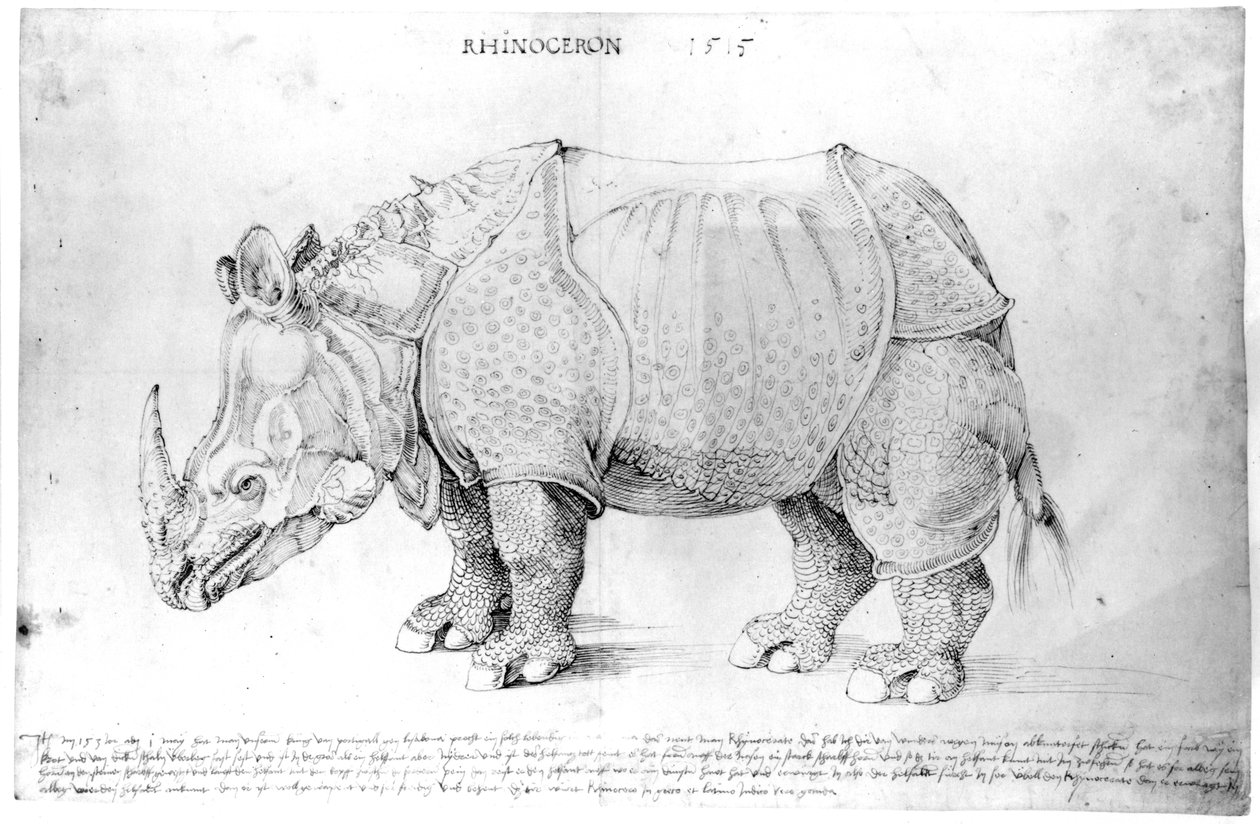 Nashorn, 1515 von Albrecht Dürer