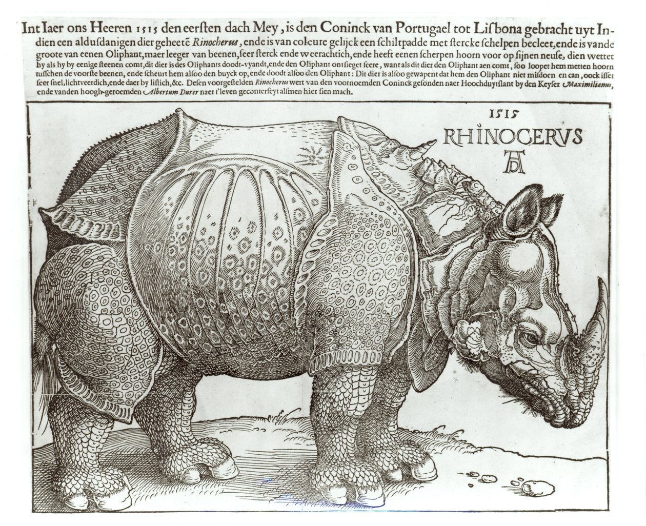 Nashorn, Druck, der Maximilian I. (1459-1519) vom König von Lissabon (1495-1521) geschenkt wurde, 1515 von Albrecht Dürer