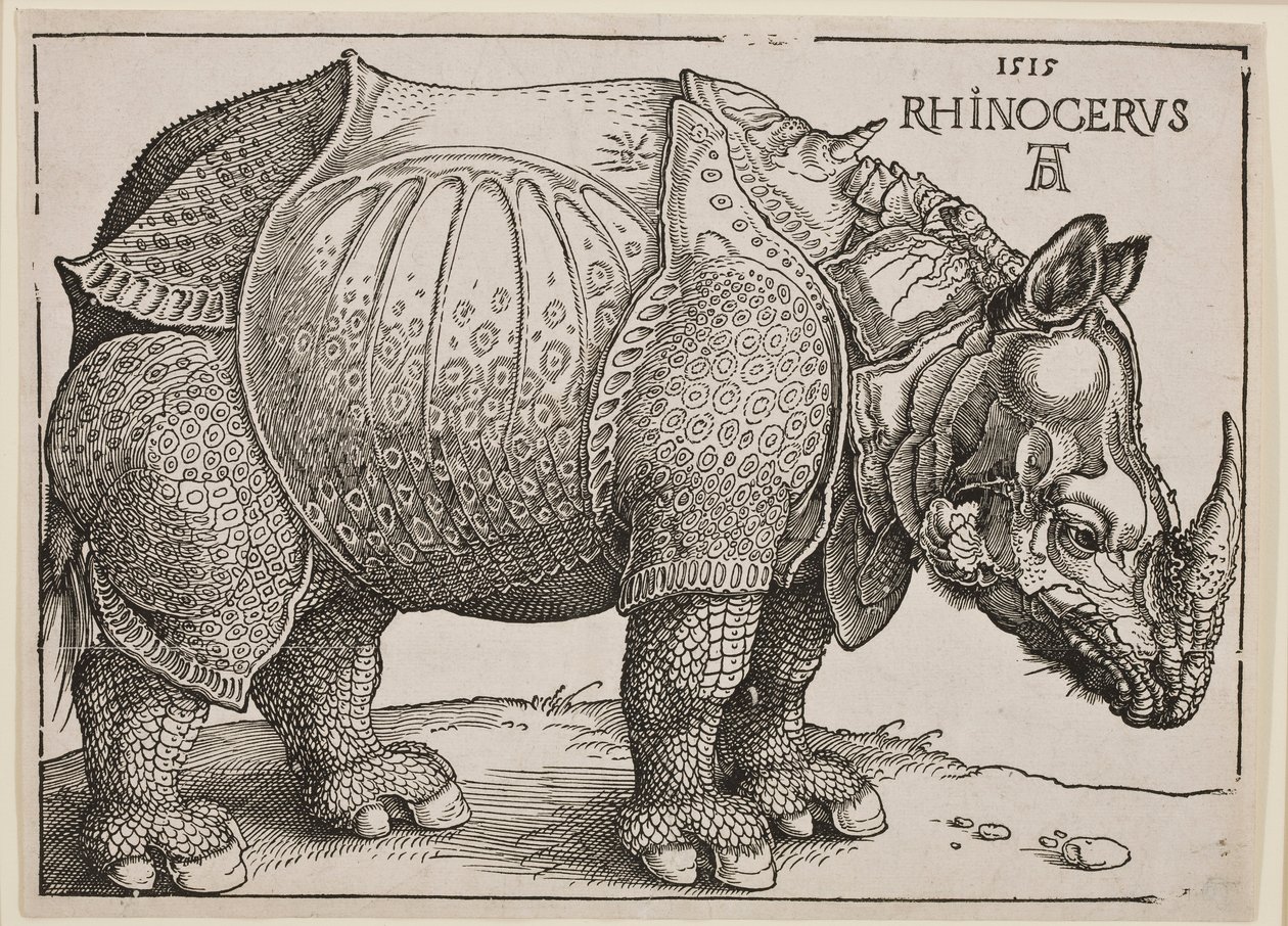 Das Nashorn, 1515 von Albrecht Dürer