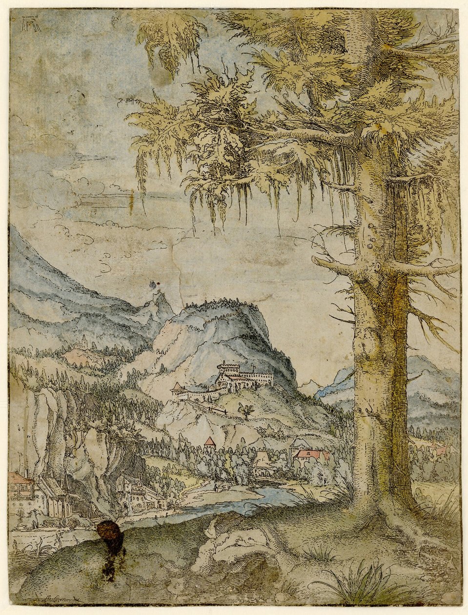 Große Fichte von Albrecht Altdorfer