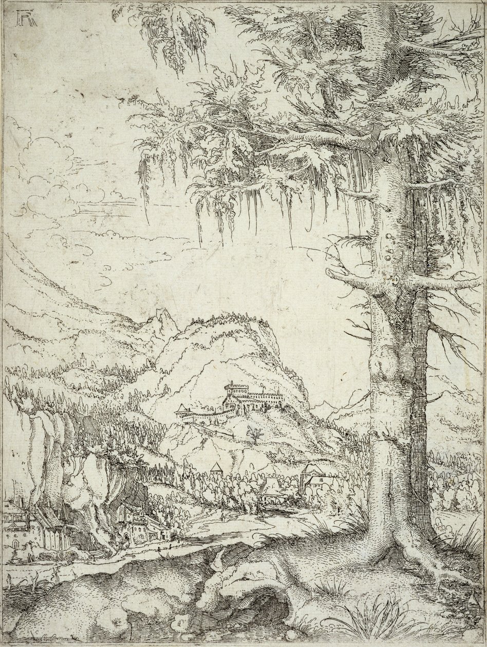 Die große Fichte, um 1520 von Albrecht Altdorfer