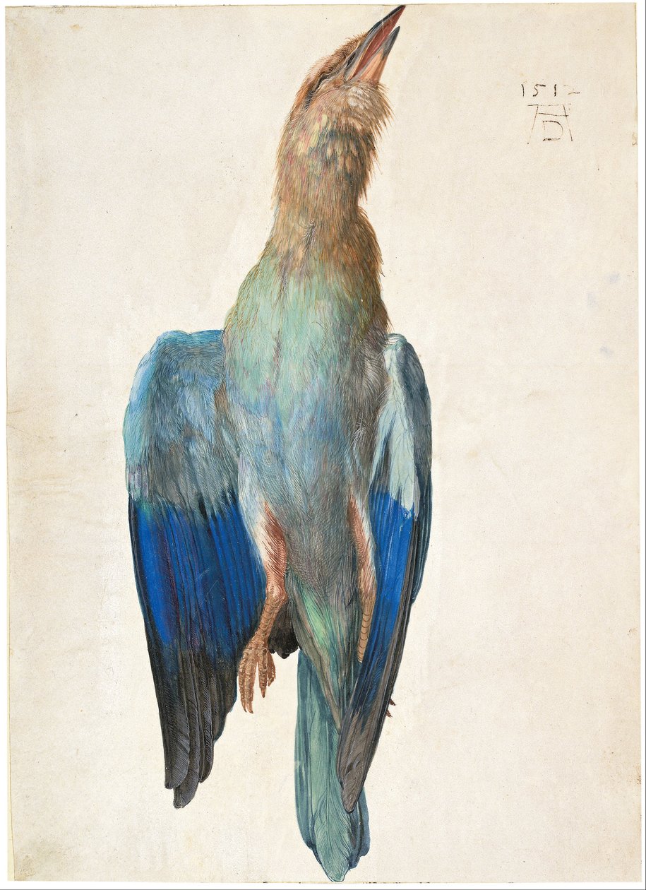 Tote Blauracke von Albrecht Dürer