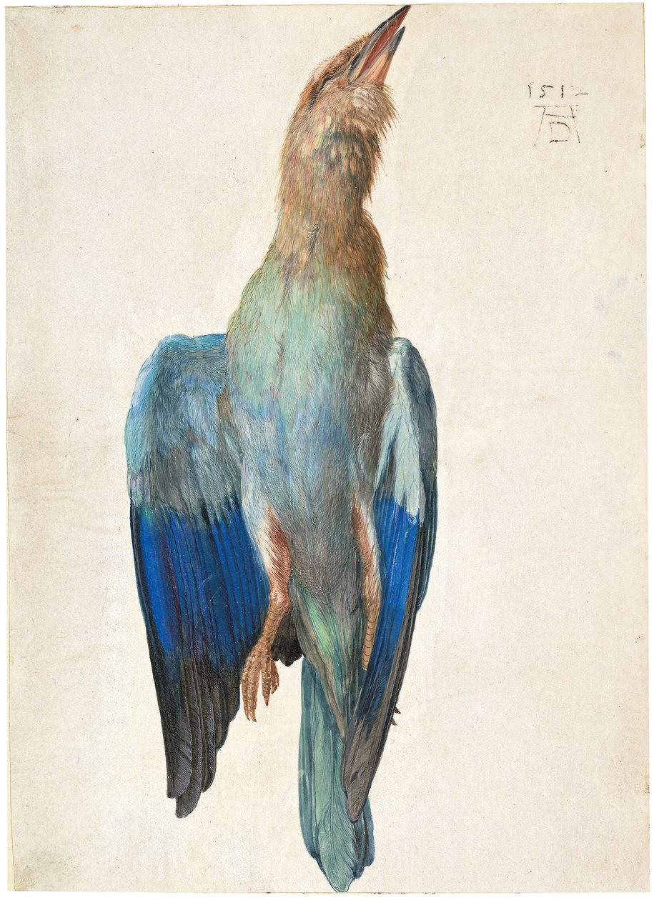 Toter Blauracke, 1500 oder 1512 von Albrecht Dürer