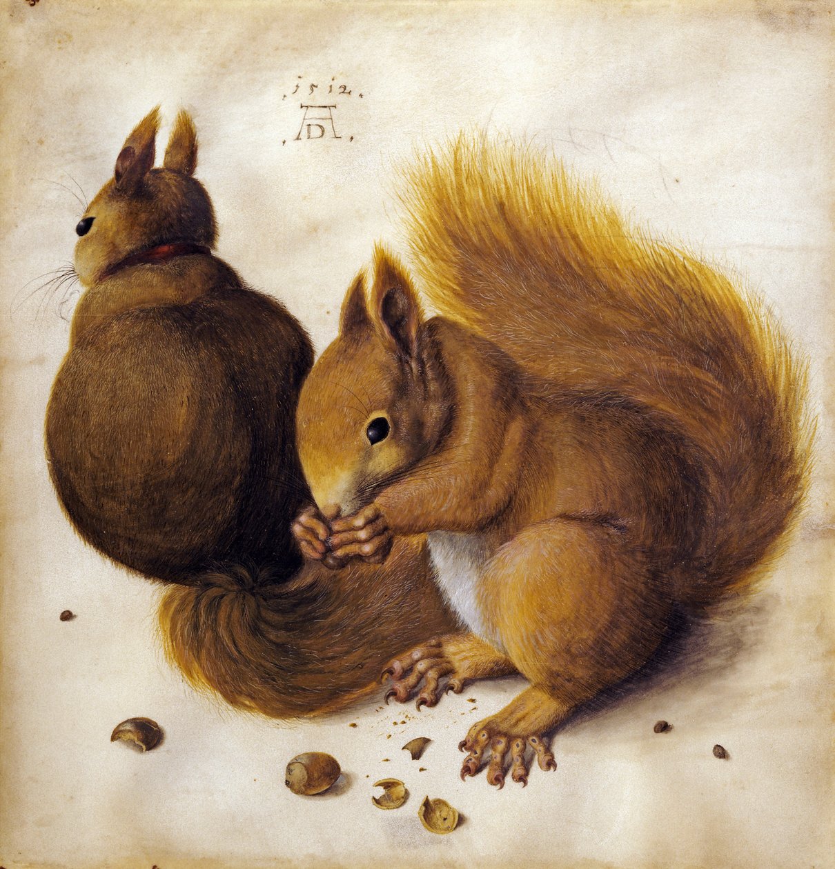 Eichhörnchen von Albrecht Dürer