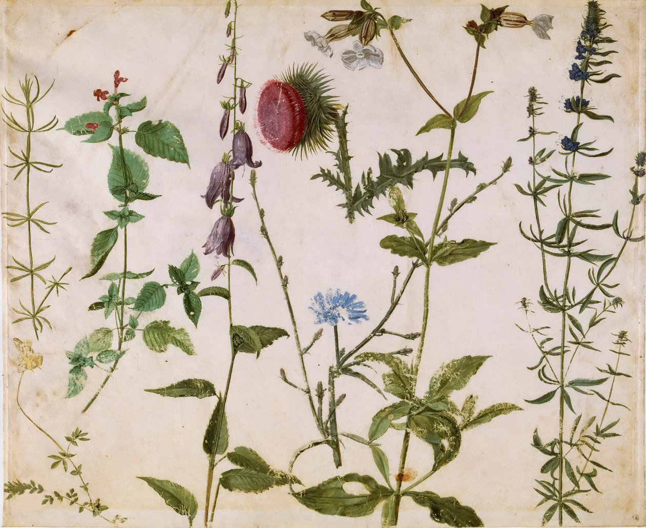 Acht Studien von Wildblumen, ca. 1515-1520 von Albrecht Dürer