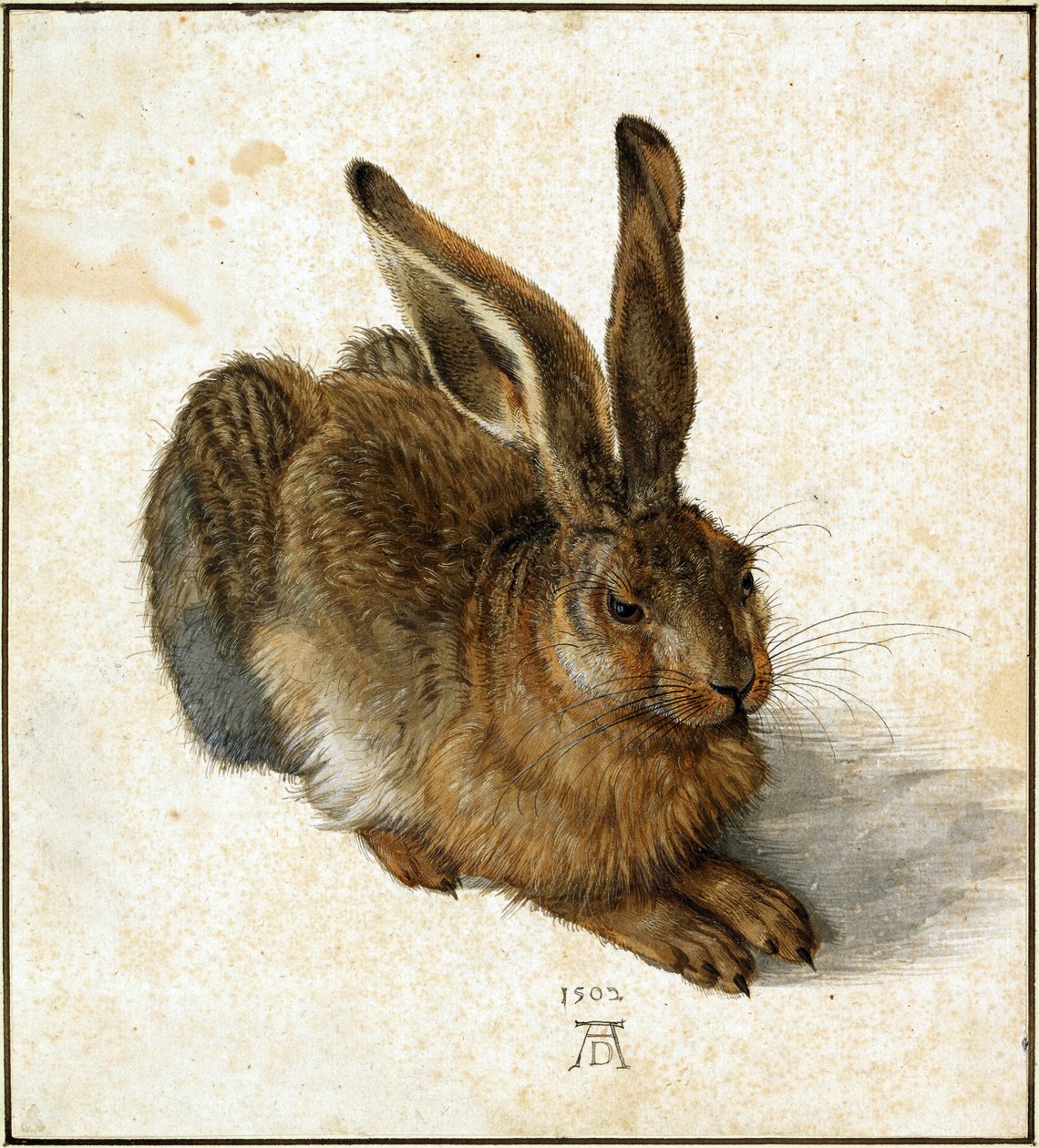 Hase (retuschiert) von Albrecht Dürer