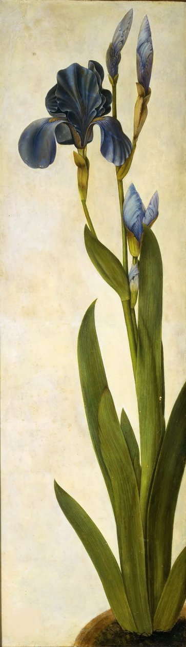 Iris troiana, ca. 1505-1508 von Albrecht Dürer