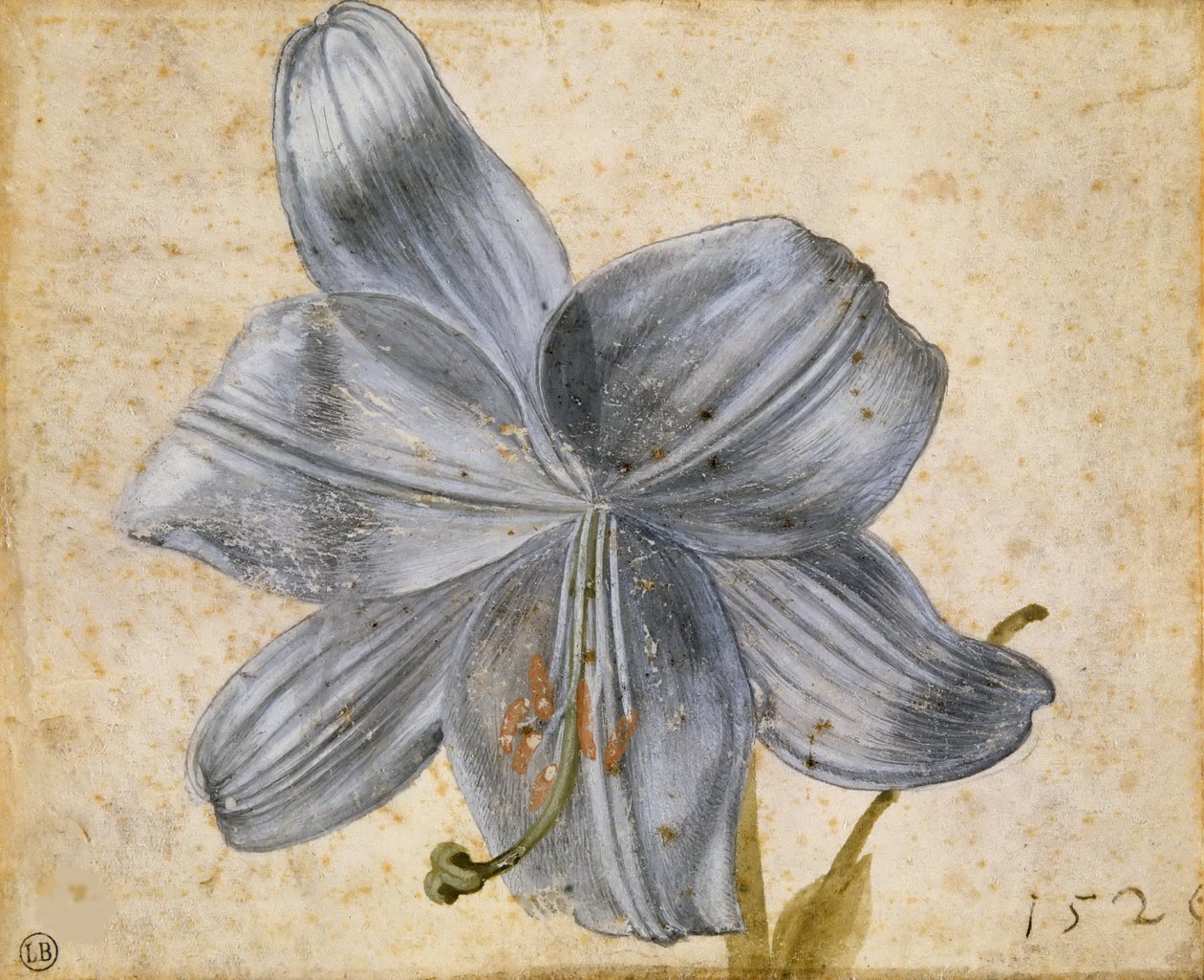 Studie einer Lilie, 1526 von Albrecht Dürer