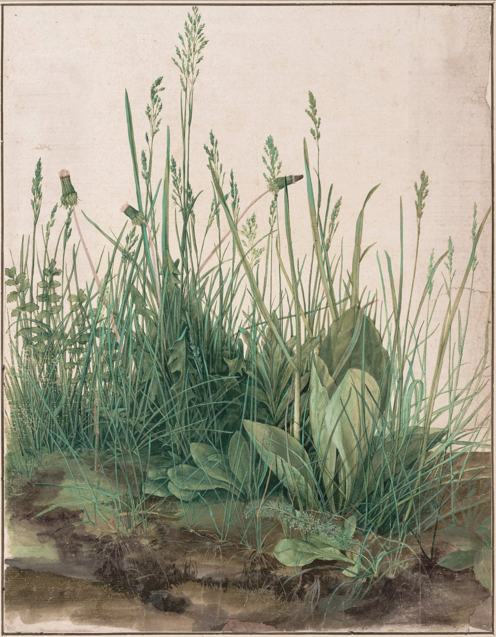 Das große Stück Rasen, 1503 von Albrecht Dürer
