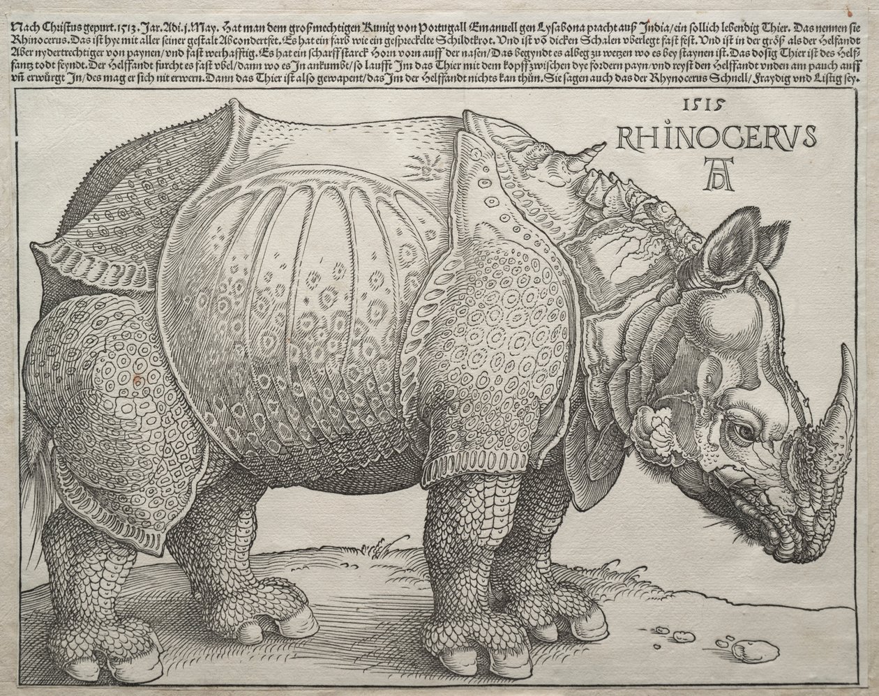 Das Nashorn, 1515 von Albrecht Dürer
