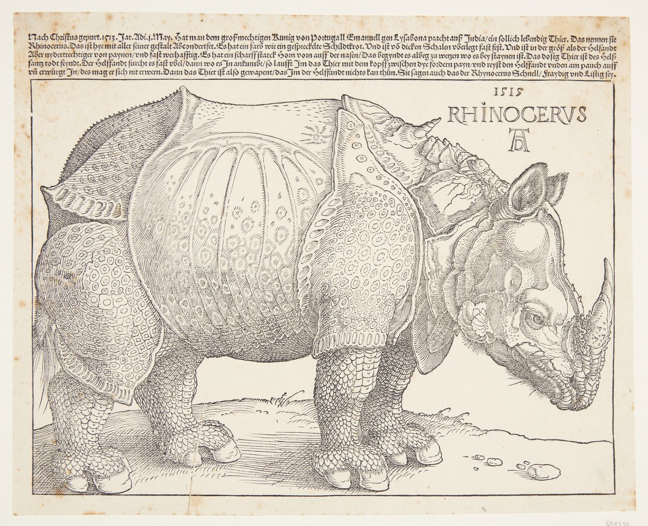 Das Nashorn von Albrecht Dürer