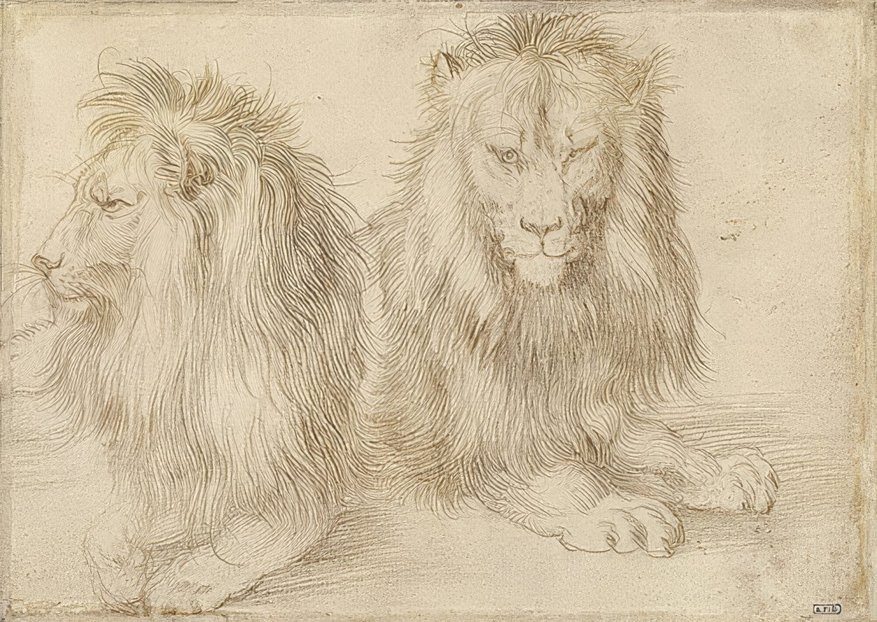 Zwei liegende Löwen. 1521 von Albrecht Dürer