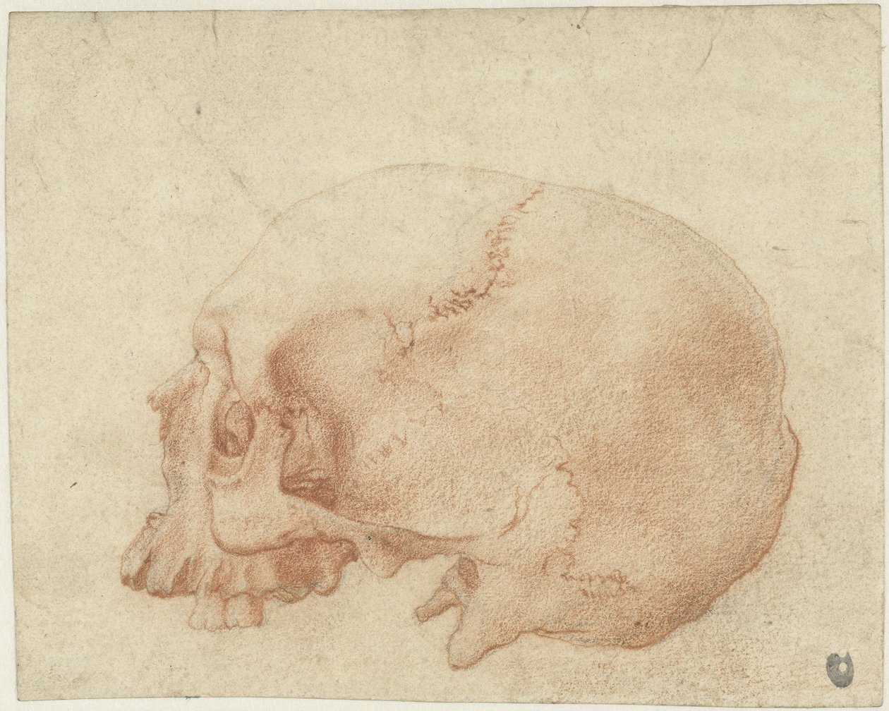 Studie eines Schädels von Alessandro Allori