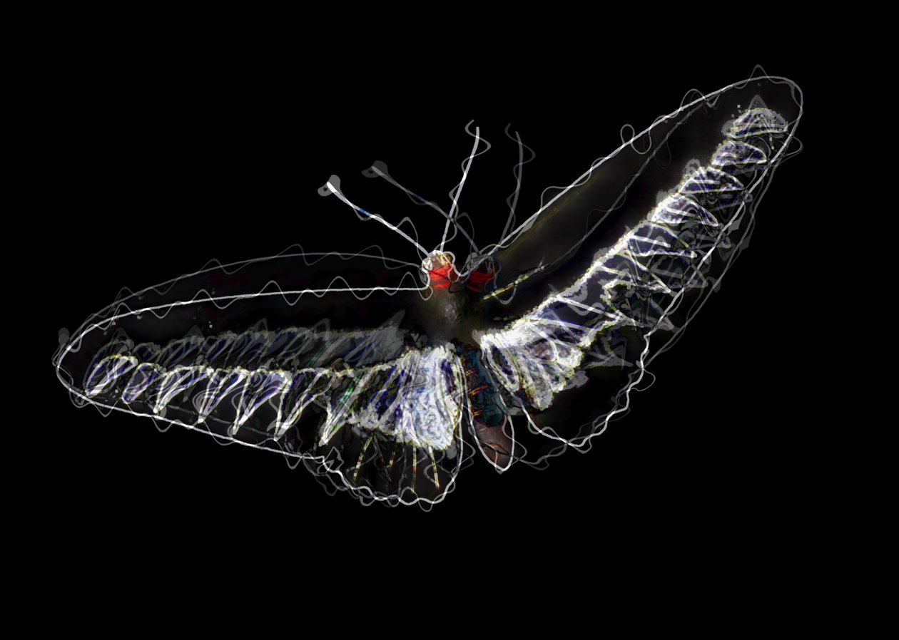 Schwarzer Schmetterling, 2020 von Alex Caminker