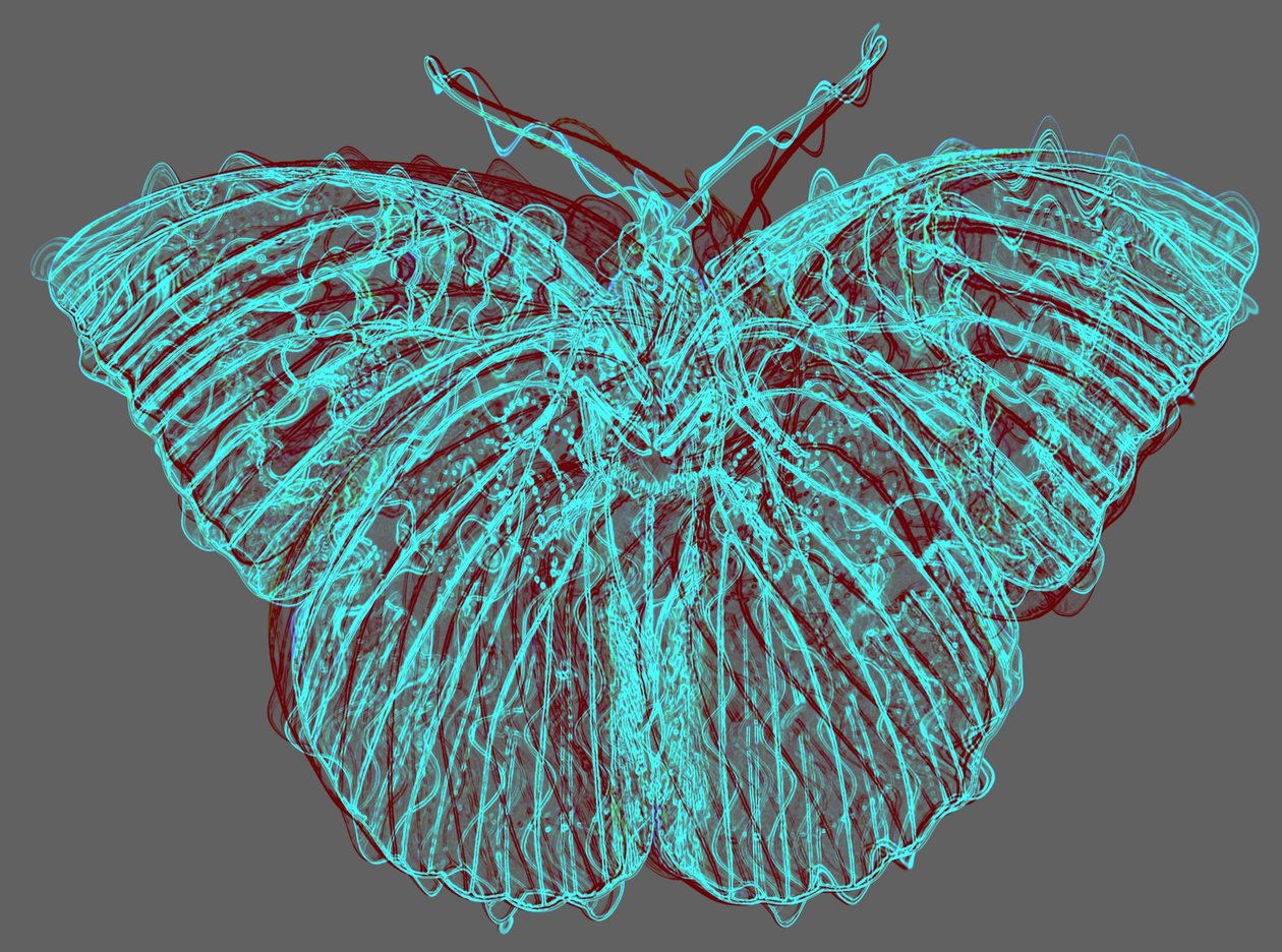 Schmetterling 8, 2020 von Alex Caminker