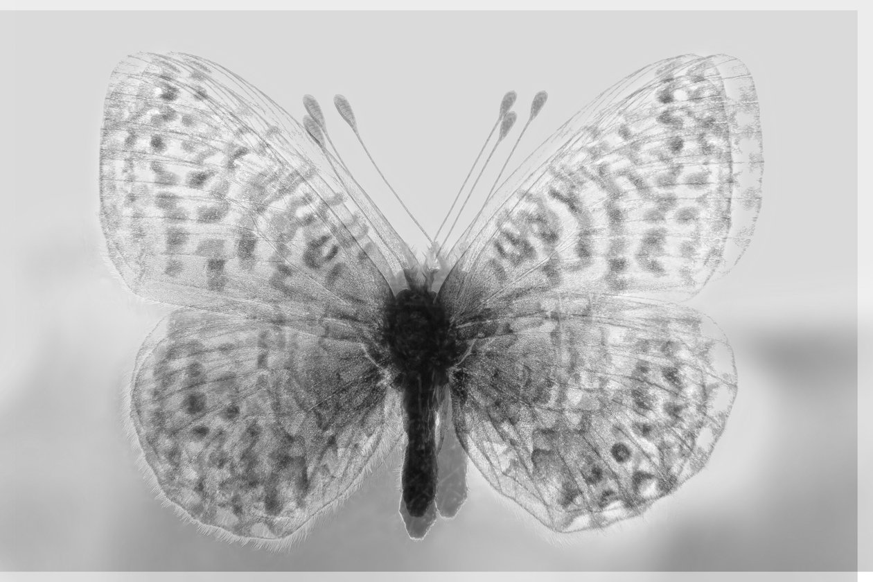 Klarheit Schmetterling, 2019 von Alex Caminker