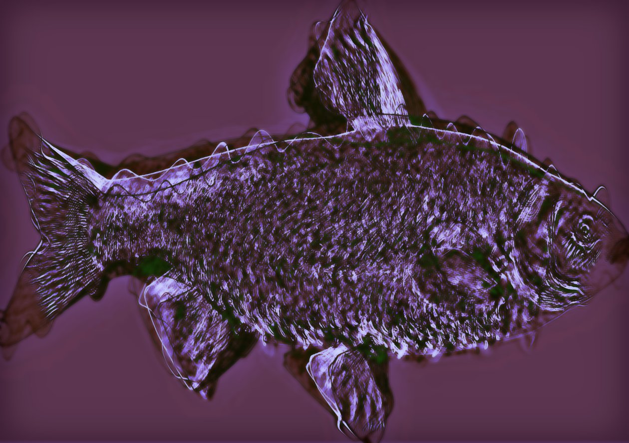 Fisch von Alex Caminker