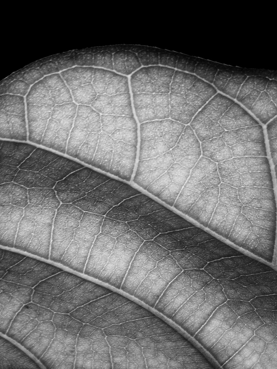 Blatt von Alex Caminker