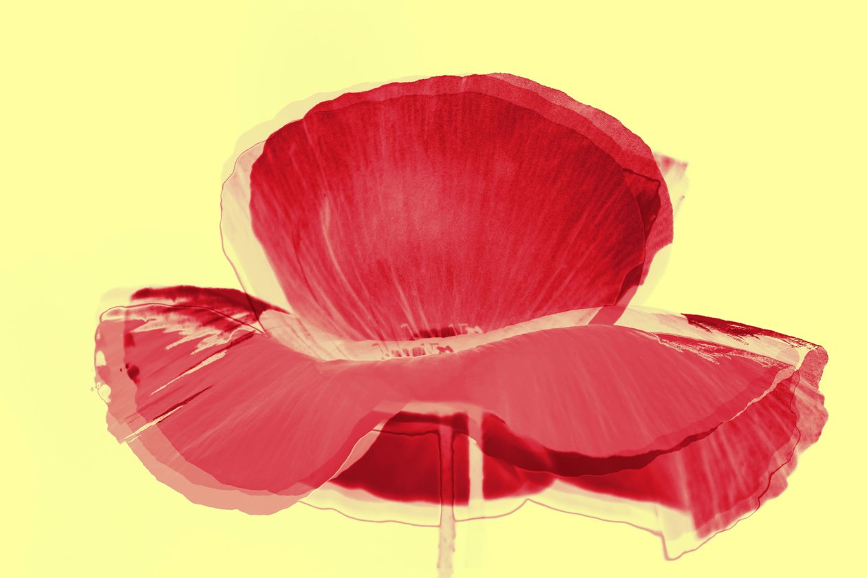 Rote Tulpe von Alex Caminker