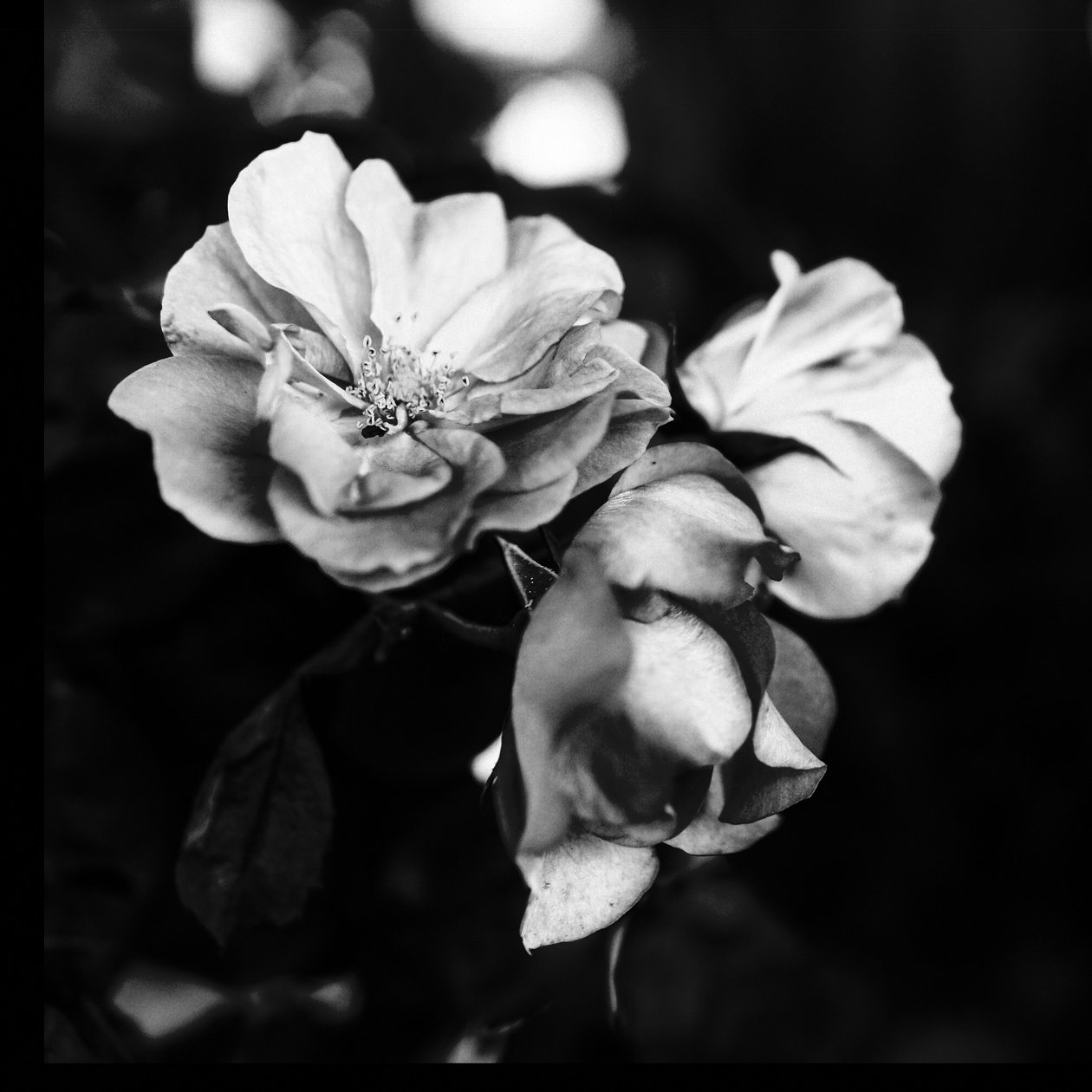 Drei Blumen, 2019 von Alex Caminker