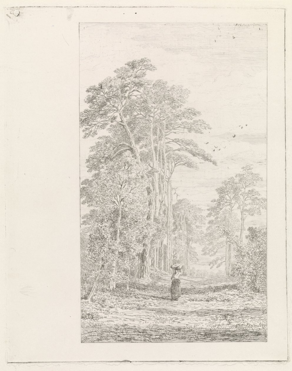 Kiefernallee von Alexander Mollinger