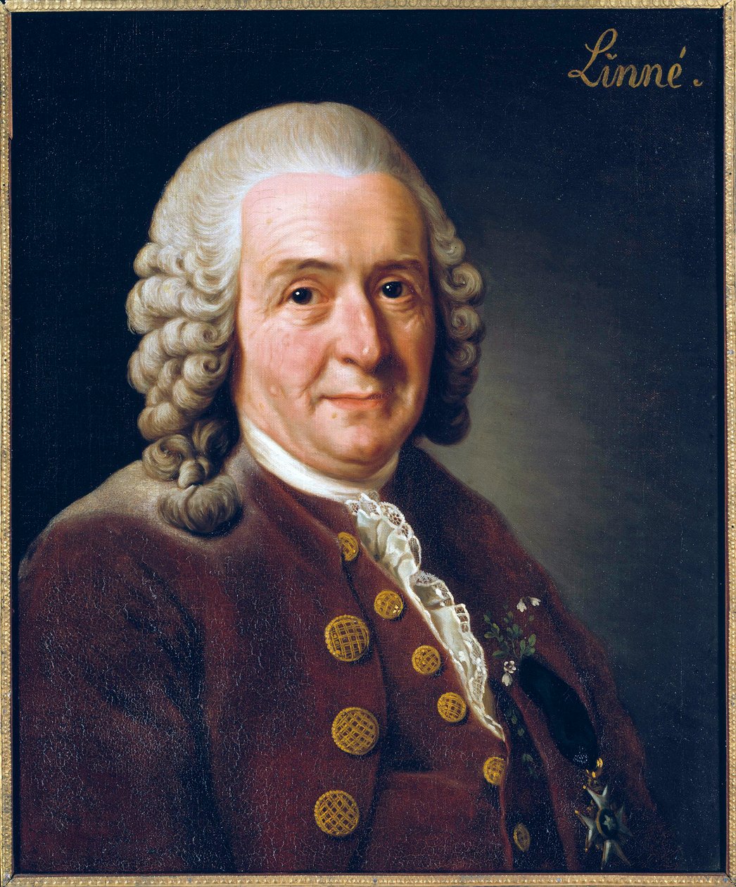 Porträt von Carl von Linné von Alexander Roslin