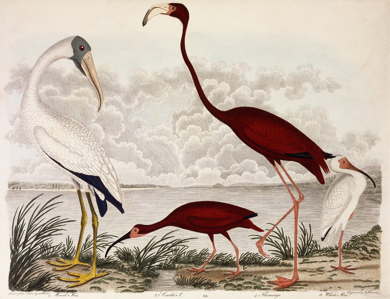Waldibis, Scharlachflamingo, Weißer Ibis, ca. 1828-1829 von Alexander Wilson