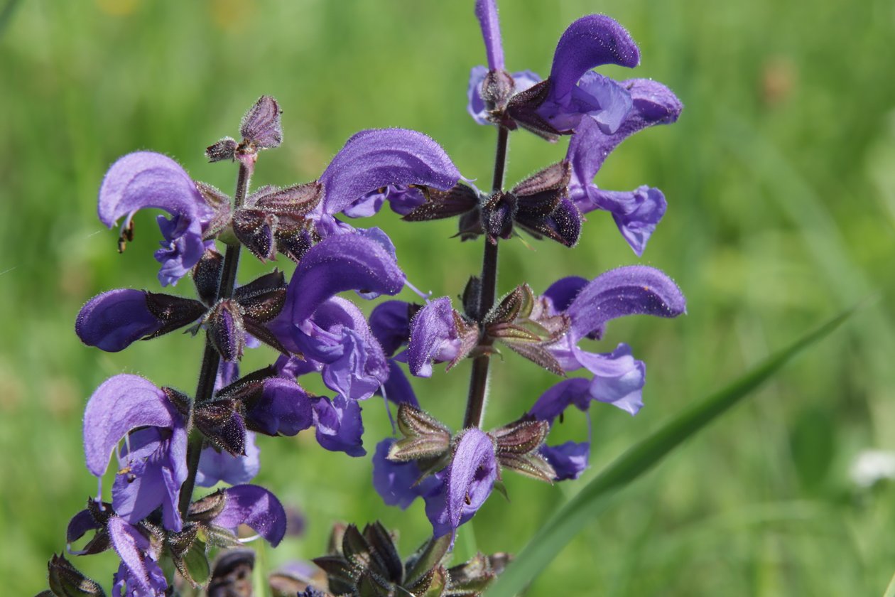 Wildblume von Alexandra Joseph