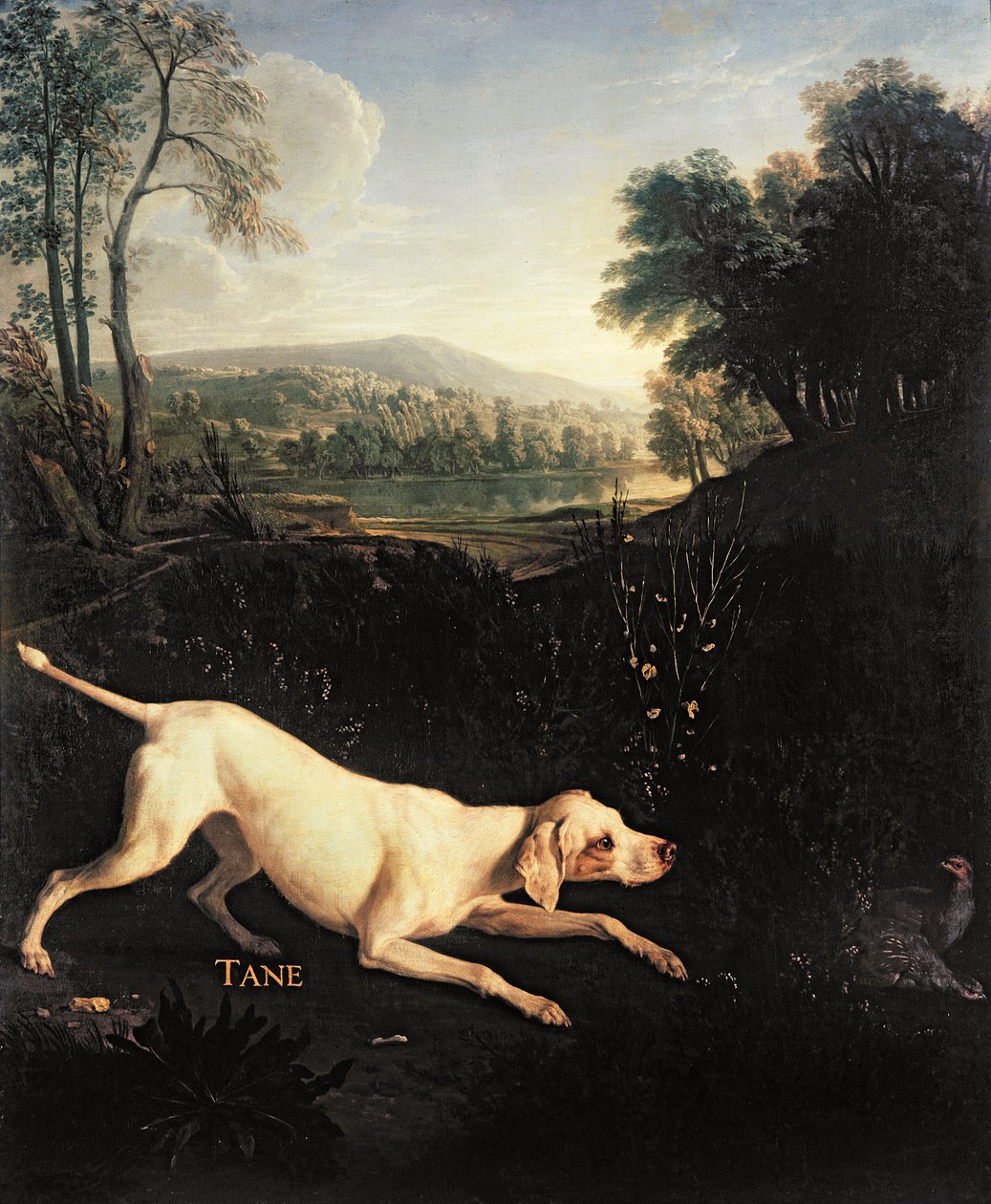 Louis XIVs Hund, Tane von Alexandre Francois Desportes