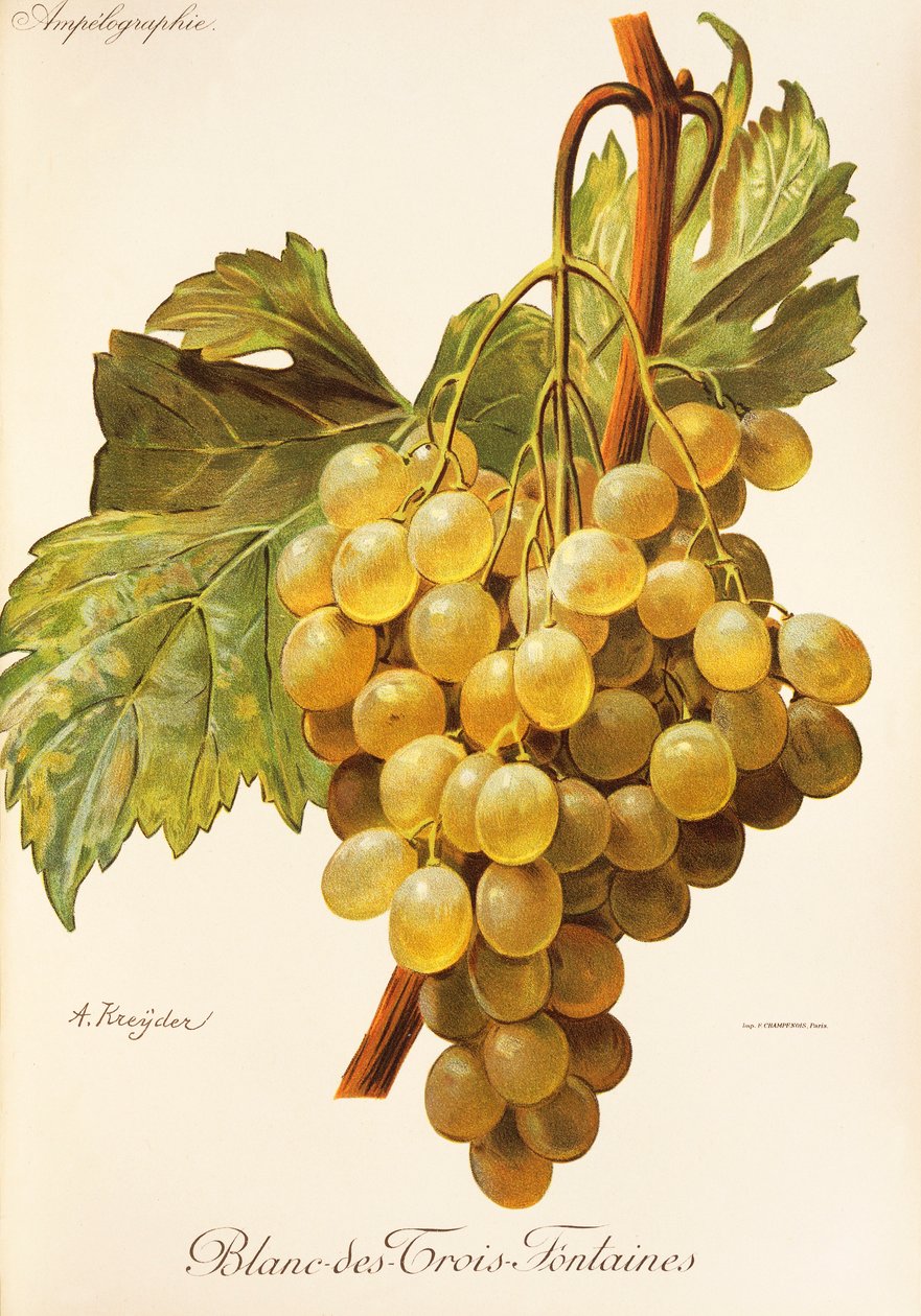 Blanc-des-Trois-Fontaines Traube von Alexis Kreyder