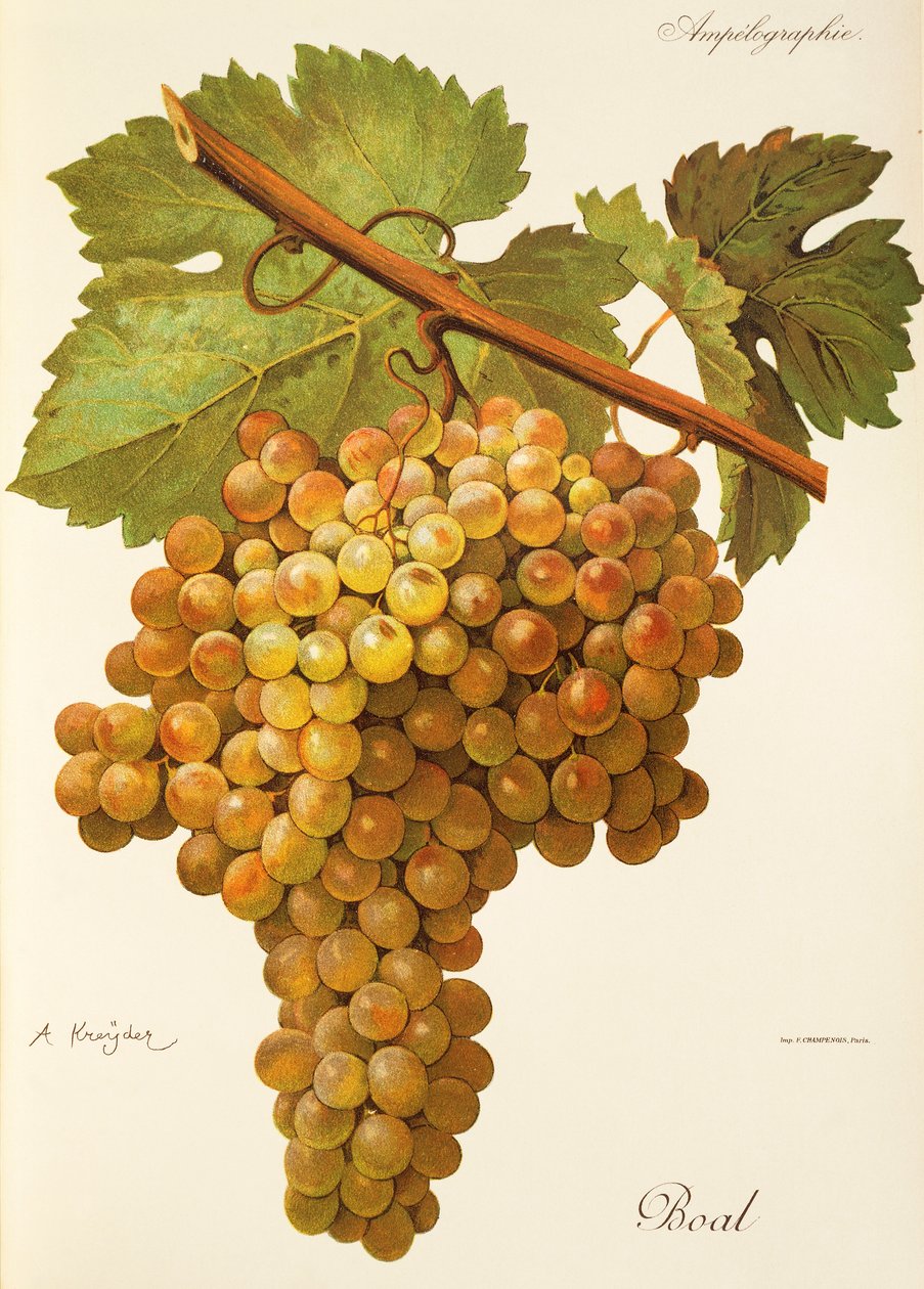 Boal-Traube von A. Kreyder von Alexis Kreyder