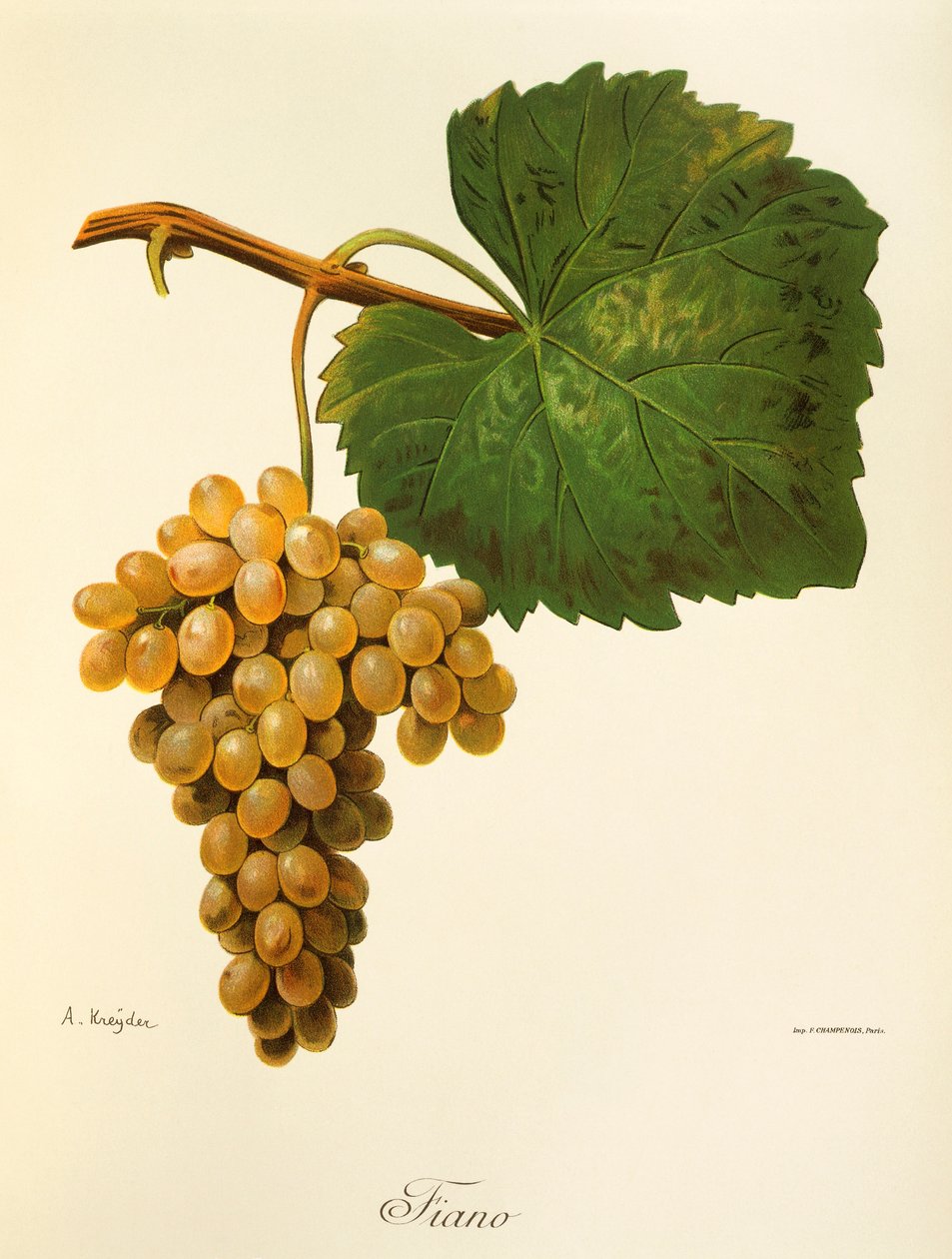 Catarratto Traube von A. Kreyder von Alexis Kreyder
