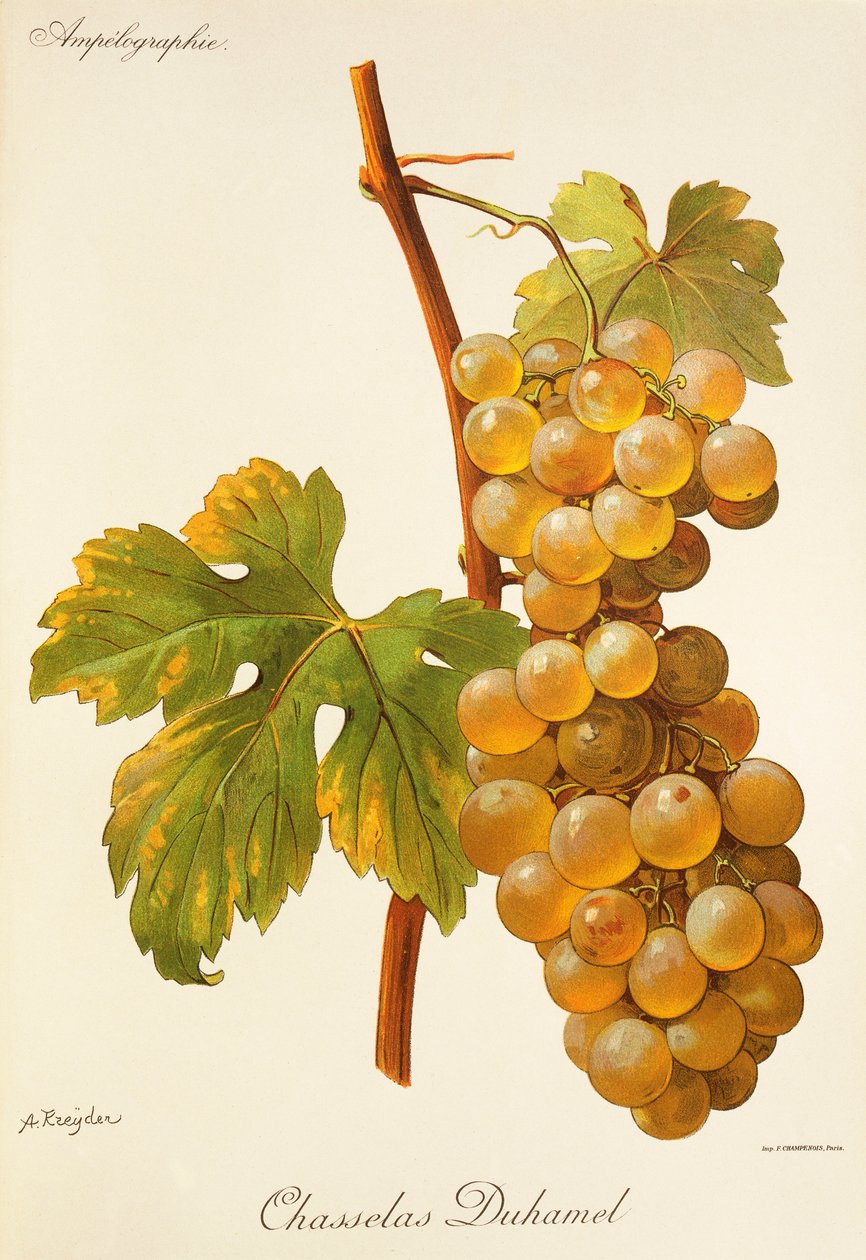 Chasselas Duhamel-Traube von Alexis Kreyder