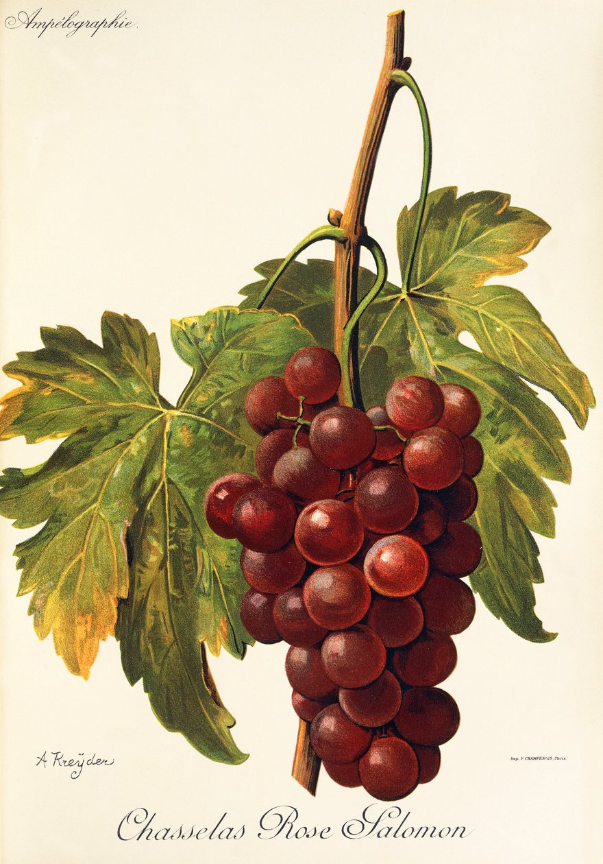 Chasselas Rose Salomon Traube von Alexis Kreyder