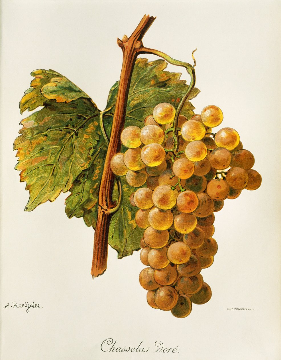 Chasselas Doré-Traube von Alexis Kreyder