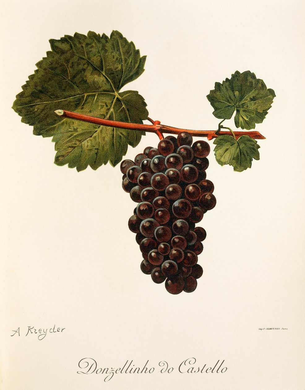 Donzellinho-do-Castello-Traube von Alexis Kreyder