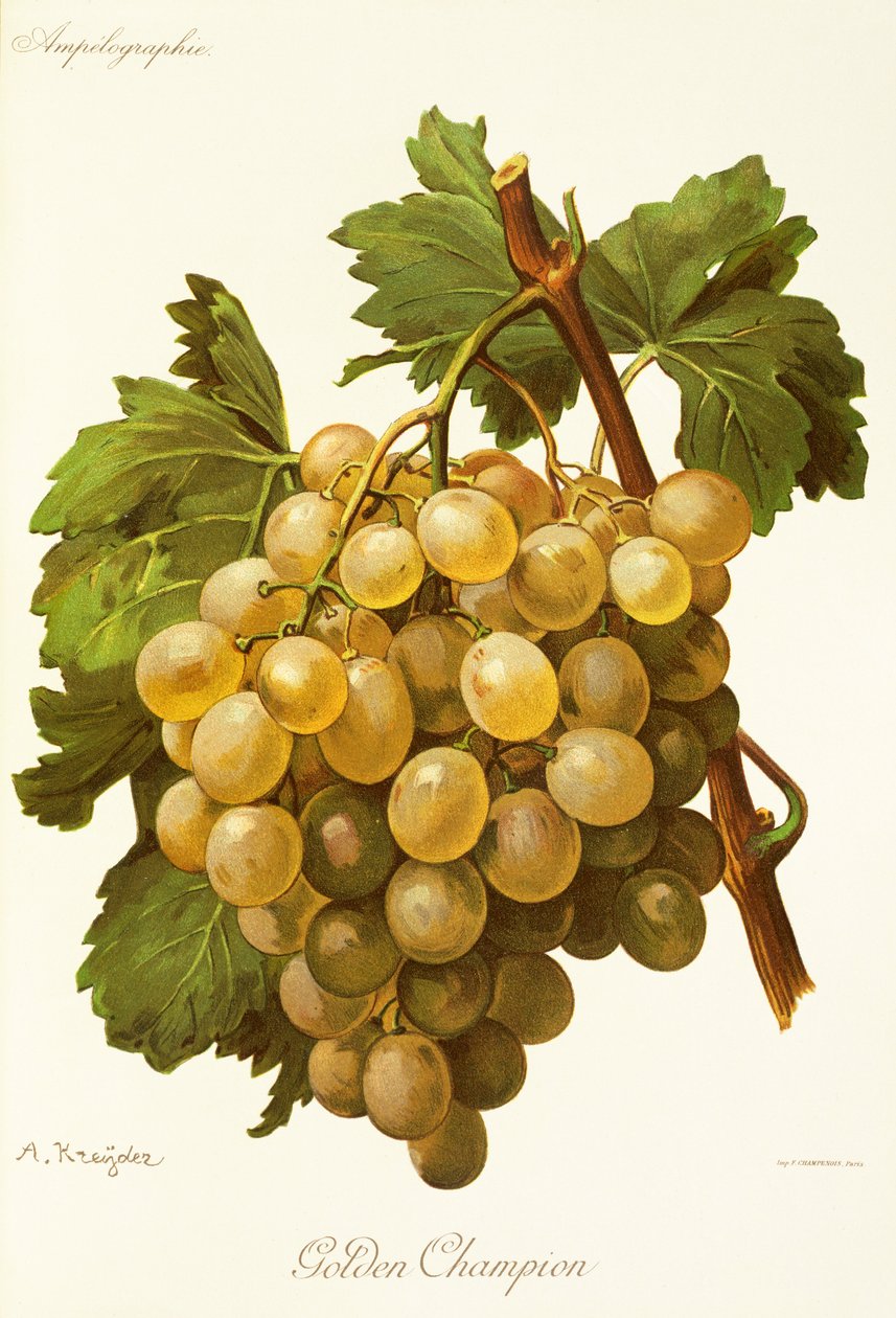 Golden Champion-Traube von Alexis Kreyder