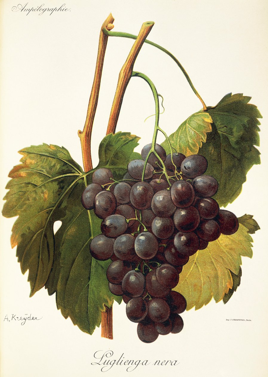 Luglienga Nera-Traube von Alexis Kreyder