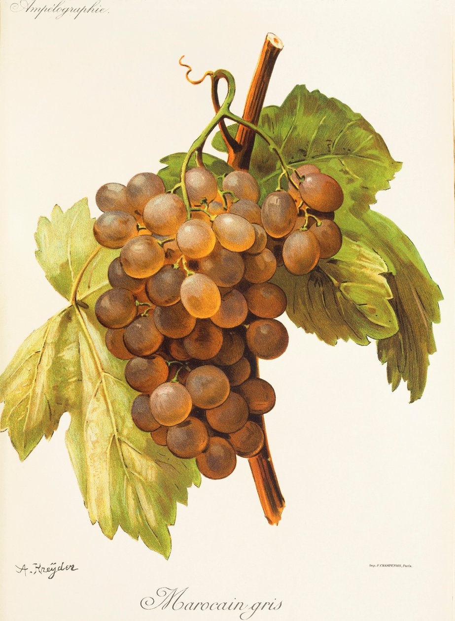 Marocain Gris-Traube von Alexis Kreyder