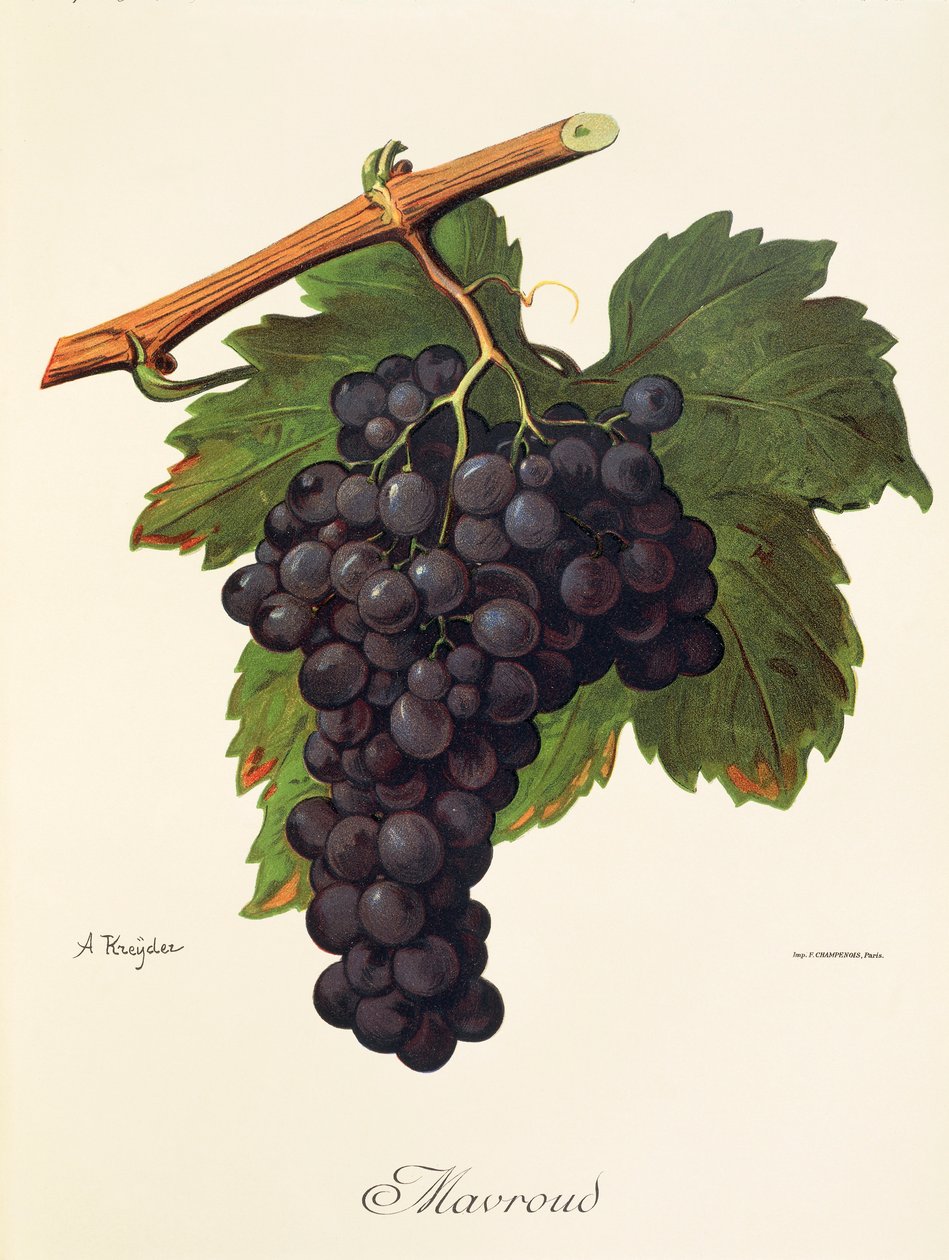 Mavroud Traube von A. Kreyder von Alexis Kreyder