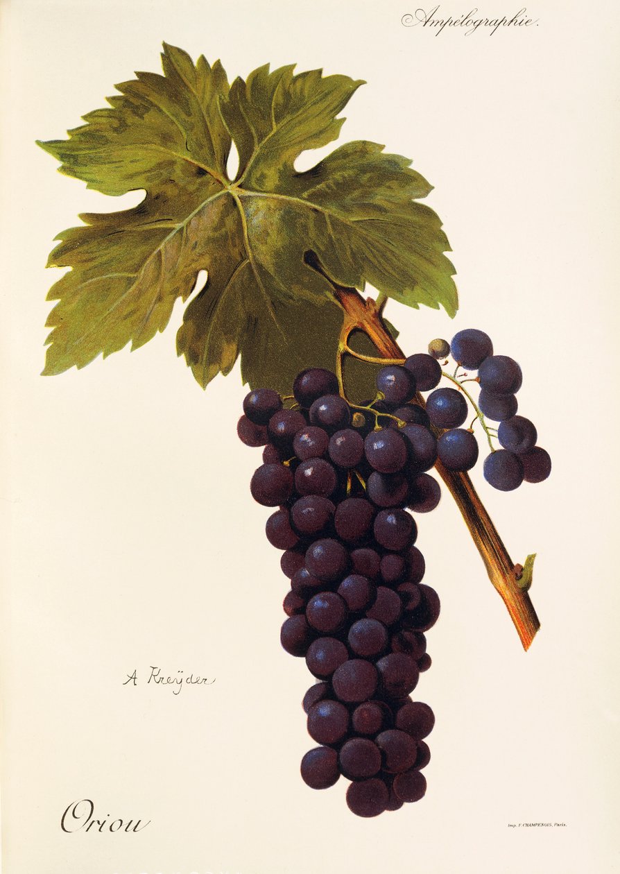 Oriou Traube von A. Kreyder von Alexis Kreyder