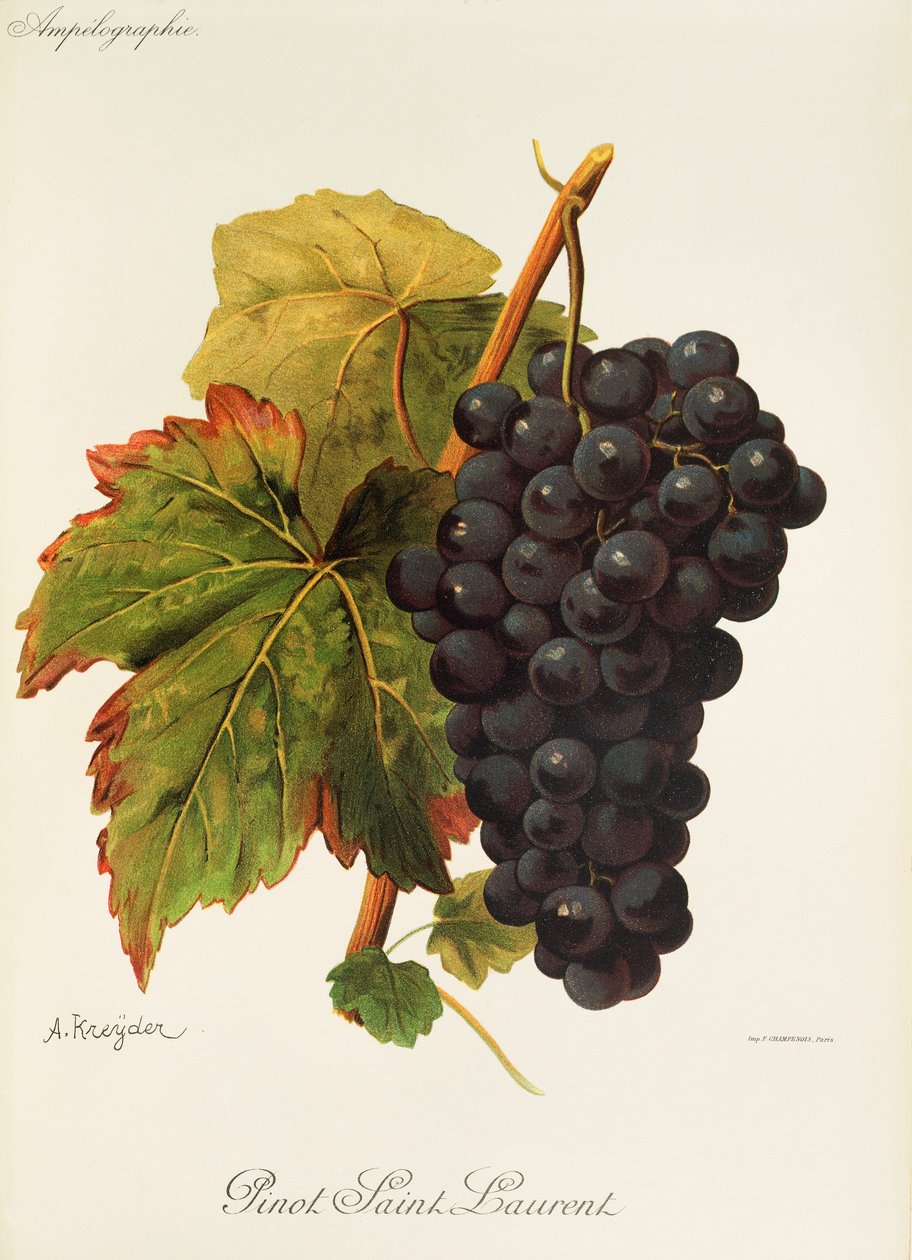 Pinot Saint Laurent-Traube von Alexis Kreyder