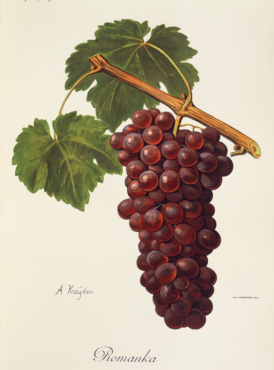 Romanka-Traube von Alexis Kreyder