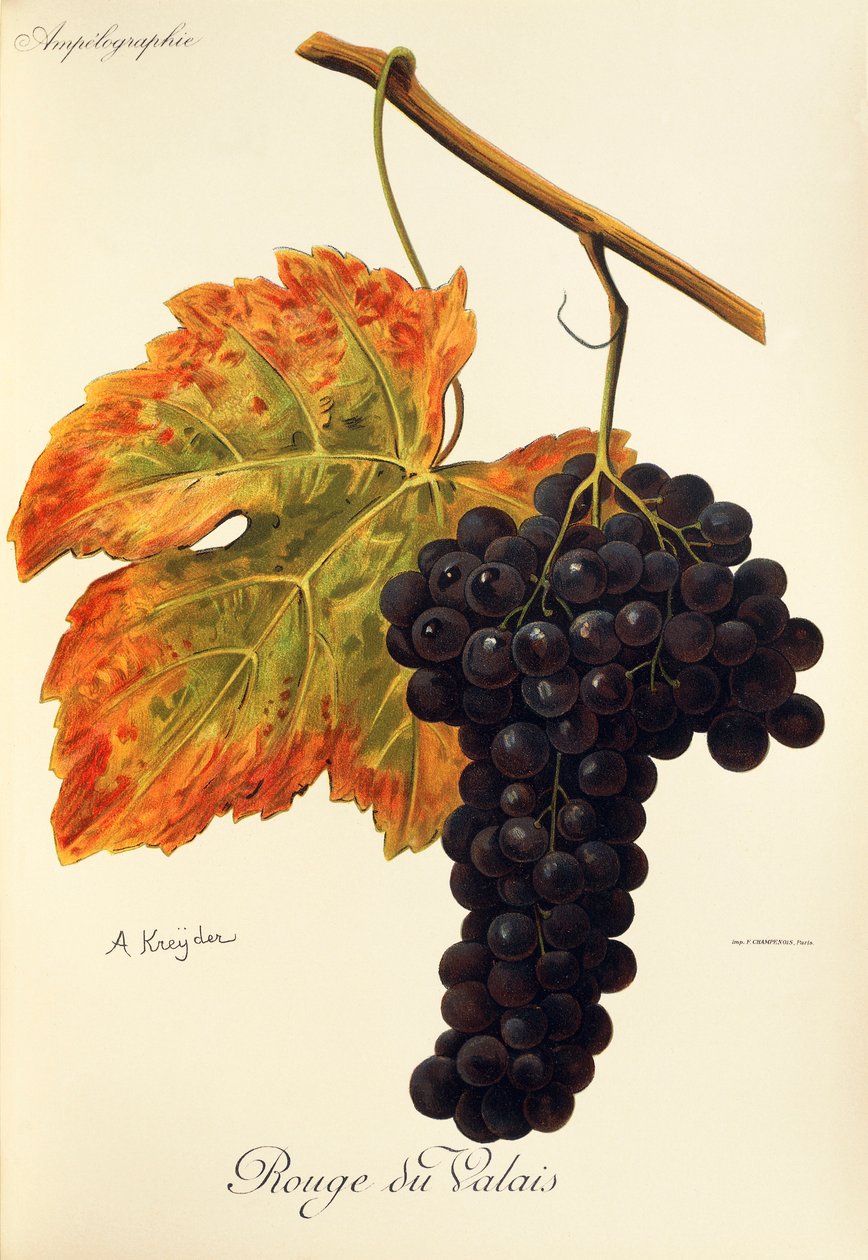 Rouge du Valais-Traube von Alexis Kreyder
