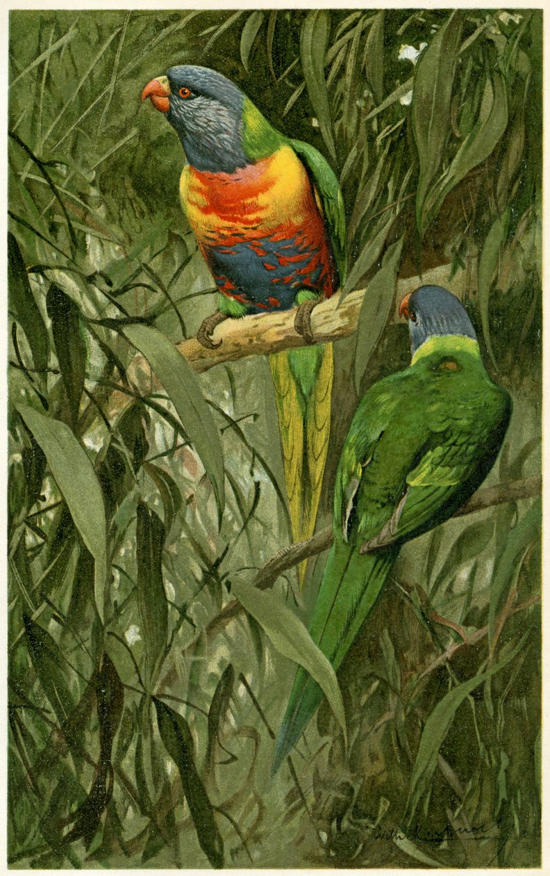 Ein Paar Regenbogenloris, 1890 von Alfred Brehm