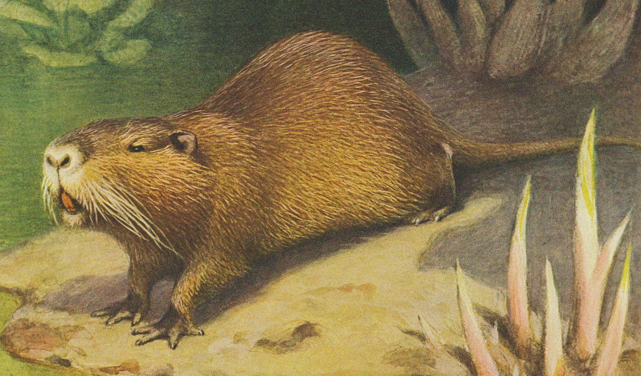 Nutria ca. 1900 von Alfred Brehm