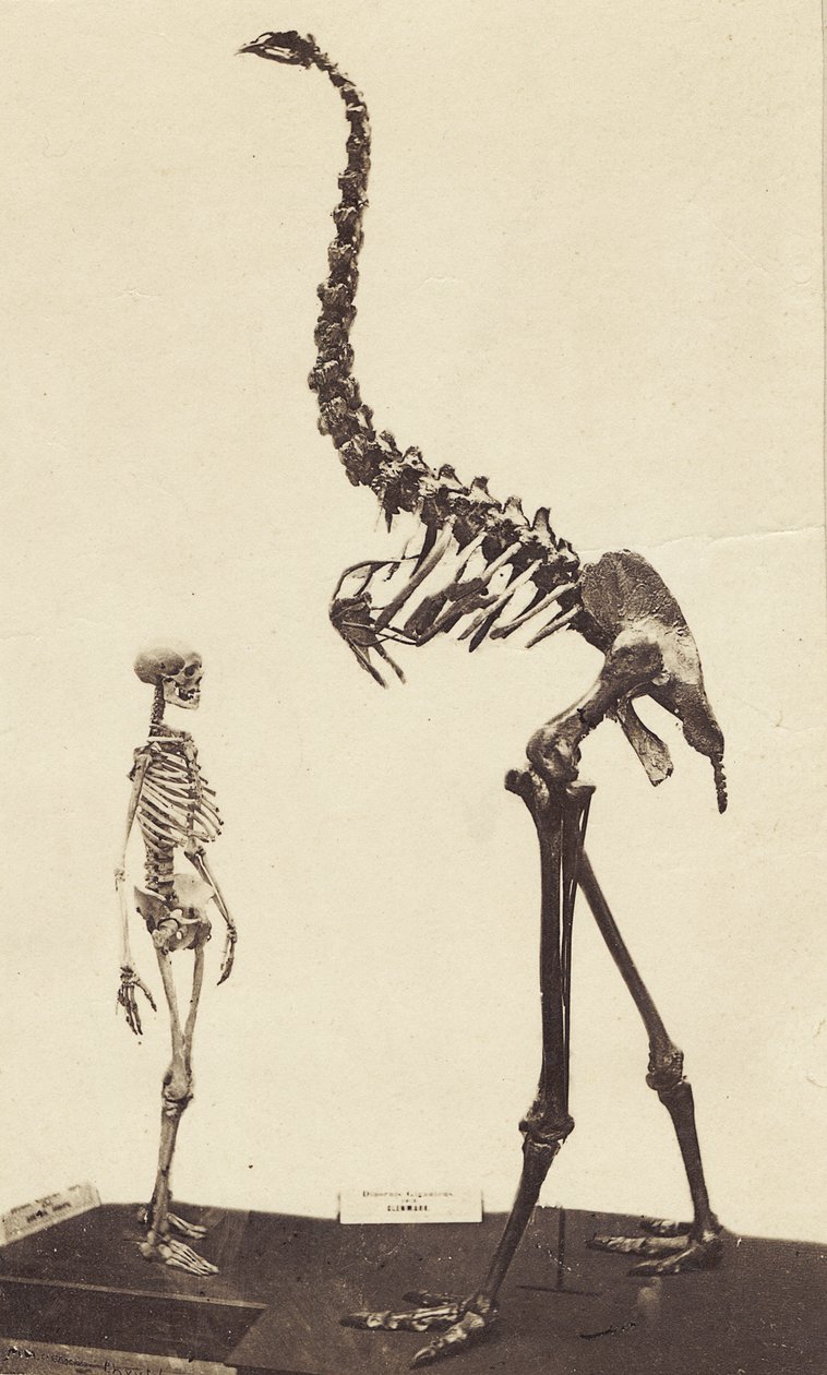 Mann und Moa, ca. 1870 von Alfred Charles Barker
