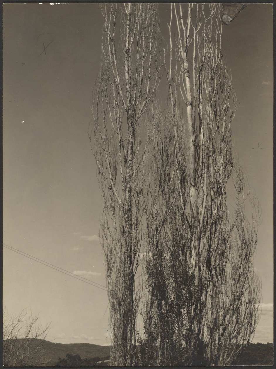 Sterbende Pappeln, Lake George von Alfred Stieglitz