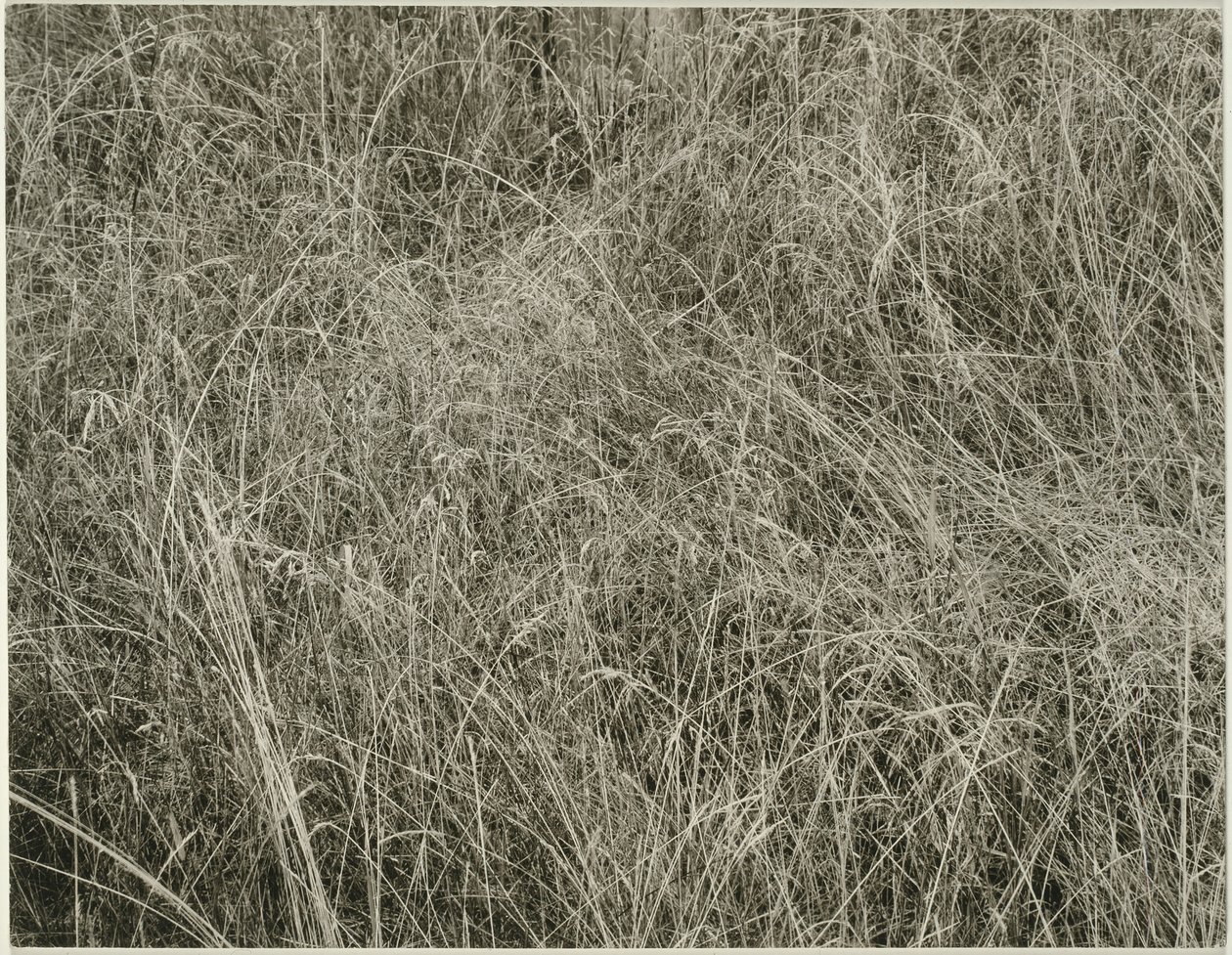 Gras, 1933 von Alfred Stieglitz