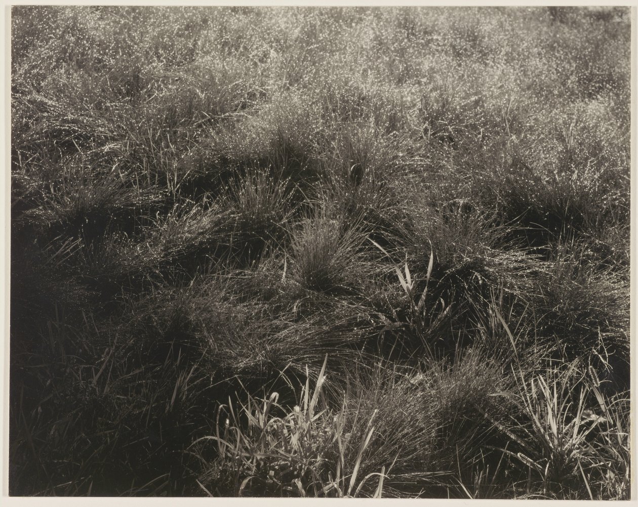 Gräser von Alfred Stieglitz